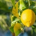 Huile essentielle de Citron*