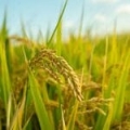 Grains de riz