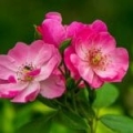 Растительное масло мускатной розы *