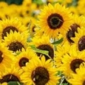 Huile de graines de tournesol