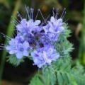 Verbena essential oil *