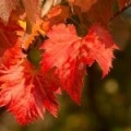 Extrait de Vigne Rouge*