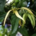 Huile essentielle d'Ylang Ylang*