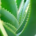 Aloe-Vera-Extrakt *
