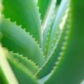 Aloe Vera*