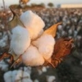 Extracto de flor de algodón *
