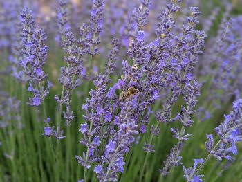 Lokalna obveznost: Laboratoires Phyt's in Lotoise Lavender