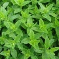 Hydrolat de Menthe*