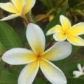 Fleur de Tiaré